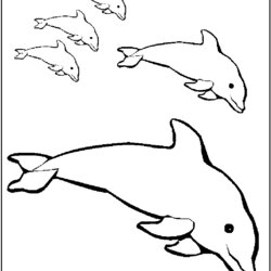 Very Good Dolphins Coloring Page Pages Dolphin Printable Kids Pink Baby Porpoise Print Fun Color Realistic