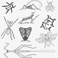 Superlative Insects Coloring Pages Kids Bugs Beetle Realistic Page