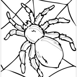 Tremendous Spider Insects Kids Coloring Pages Color Print Children Beautiful For