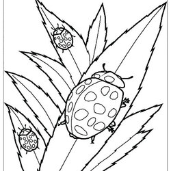 Preeminent Ladybugs Insects Kids Coloring Pages Print Beautiful For Children