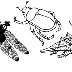 Sterling Insect Coloring Pages Insects Bugs Color Header