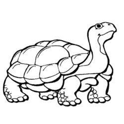 Animal Coloring Page Printable Free Home Hibernation Crocodile Outs Tortoise Hibernating Sketch