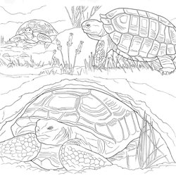 Cool Desert Coloring Page Home September Pages Printable Animals Color Popular Print