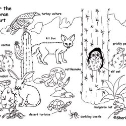 High Quality Desert Coloring Pages To Download And Print For Free Animals Ecosystem Grassland Drawing Kids