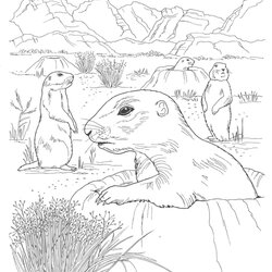 Super Desert Coloring Page Home Animals Printable Pages Popular