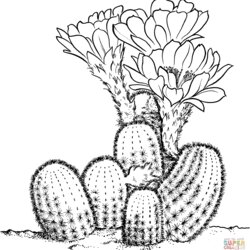 Peerless Desert Drawing Pictures At Free Download Cactus Coloring Pages Sheets Printable Prickly Pear