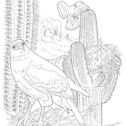 Worthy Desert Coloring Pages At Free Printable Saguaro Color Mojave Animals Print Template Popular Harris