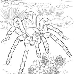 The Highest Standard Desert Coloring Pages To Download And Print For Free Tarantula Animals Printable Outline