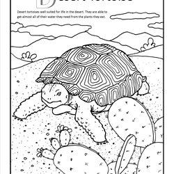 Perfect Desert Coloring Pages To Download And Print For Free Tortoise Animals Plants Canyon Grand Drawing