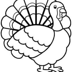 Spiffing Free Printable Turkey Coloring Page Clip Art Library Pages Thanksgiving Drawing Preschool Book Color