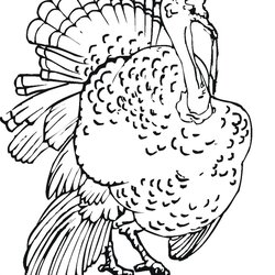 Tremendous Turkey Coloring Pages For Kids Picture Animal Place