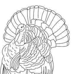 Fine Free Printable Turkey Coloring Pages For Kids Thanksgiving Wild Drawing Turkeys Print Line Color Sheets