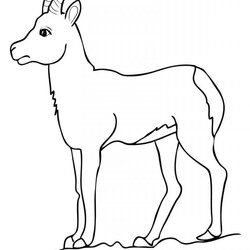 Sublime Free Printable Goat Coloring Pages For Kids Chamois Drinking Deer Water Antelope Pronghorn Drawing
