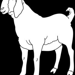 Worthy Goat Coloring Page Free Clip Art Boer Male He Outline Transparent Bengal Sheep Animal Show Line