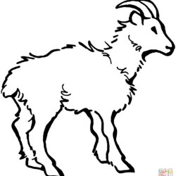 Out Of This World Goat Coloring Pages Home Domestic Printable Goats Popular Drawing
