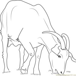 Domestic Goat Coloring Page Free Pages Eating Printable Goats Color Categories