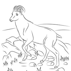 Peerless Free Printable Goat Coloring Pages For Kids Wild Animal Whippet Color Goats Animals Sheet Print