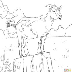 Cute Goat Coloring Pages Home Goats Realistic Drawing Printable Boer Alpine Ibex Domestic Mountain Books