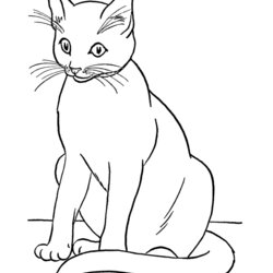 Kitty World Kitten Pictures To Colour Cat Coloring Pages Printable Free Page