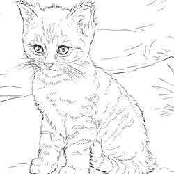 Swell Cute Kitten Coloring Page Printable Pages Print Book