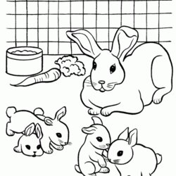 Sterling Colouring Pictures Of Rabbits Coloring Home Rabbit Pages Printable Pet Color Kids Print Bunny Pets