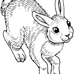 Matchless Free Rabbit Coloring Pages Animals Bunny Colouring Rabbits Kids Drawing