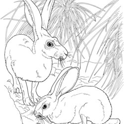 Capital Free Rabbit Coloring Pages Tailed Jackrabbits Rabbits Printable Animals Wildlife Pair Skip Main