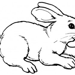 The Highest Standard Rabbits Coloring Pages Realistic Rabbit Bunny Printable Print Color Cartoon Drawing Baby