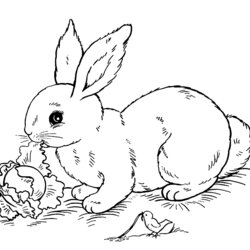 Eminent Image Of Rabbit To Print And Color Rabbits Bunnies Kids Coloring Pages Printable Beautiful Animals