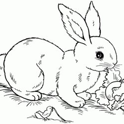 Outstanding Free Printable Rabbit Coloring Pages Print To