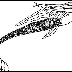 Splendid Mermaid Coloring Pages Whimsy