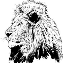 Excellent About Lions Coloring Pages Lion Realistic Head Drawing Sunday Search Printable Color Adult Faces