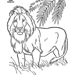 Sublime Free Printable Lion Coloring Pages For Kids Animal Wild Male Animals