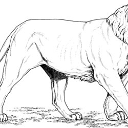Perfect About Lions Lion Coloring Pages Printable Drawing Asian Kids India Ancient Color Print Lamb Paper
