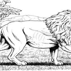 Exceptional About Lions Lion Coloring Pages Male Colour Printable King Pride Mane Its