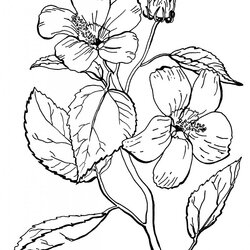Superb Flower Coloring Pages For Adults All Unique The Graphics Fairy Printable Roses Adult Floral Rose