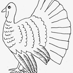 Superb Coloring Pages Turkey Free And Printable Thanksgiving Sketches Lots Different Than Fun Also These