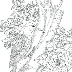 Fantastic Free Printable Nature Coloring Pages For Adults At Bird Kingfisher State Color
