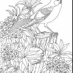 Smashing Nature Printable Coloring Pages Beautiful Scenery Drawing