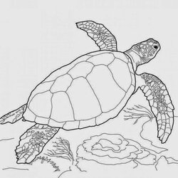 The Highest Quality Coloring Pages Turtles Free Printable Turtle Sea Color Drawing Realistic Loggerhead