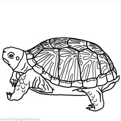Superlative Print Download Turtle Coloring Pages As The Educational Tool Migrate