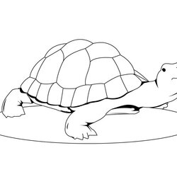 Wonderful Free Printable Turtle Coloring Pages For Kids Cute Print Color Turtles Box Sheets Animal
