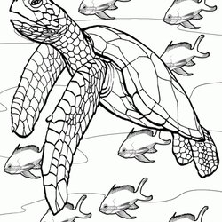 Great Free Printable Turtle Coloring Pages