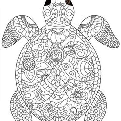 Worthy Turtle Coloring Pages For Adults