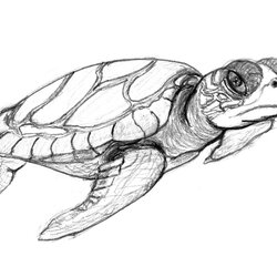Smashing Free Printable Turtle Coloring Pages For Kids Sea Drawing Realistic Turtles Sketch Baby Sketches