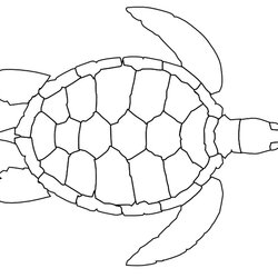 The Highest Standard Free Printable Turtle Coloring Pages For Kids Pattern Print Sea Colouring Sheets
