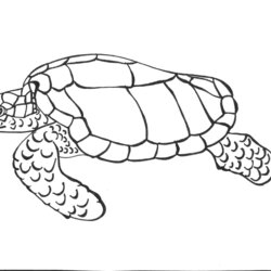 Spiffing Free Printable Turtle Coloring Pages For Kids Sea Drawing Outline Loggerhead Turtles Baby Drawings