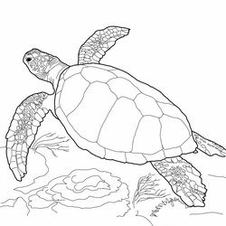 Free Printable Turtle Coloring Pages For Kids Turtles Of