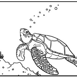 Excellent Free Printable Turtle Coloring Pages For Kids Sea Color Print Turtles Baby Drawing Colouring