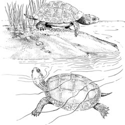 Outstanding Free Turtle Coloring Pages Printable Terrapin Pond Turtles Terrapins Two Color Slider Eared Red